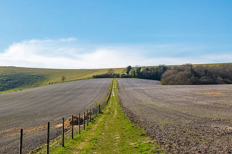 A grassy track between ploughed fields, leading towards the downs